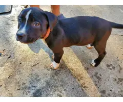 7 german pit puppies to be  rehomed - 9
