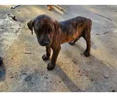 7 german pit puppies to be  rehomed - 10