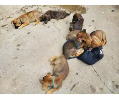 7 german pit puppies to be  rehomed - 13