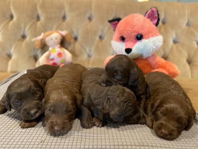 7 Aussiedoodle puppies looking for new loving homes Sioux Falls ...