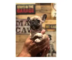 8 weeks old Frenchie puppies - 2