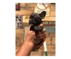 8 weeks old Frenchie puppies - 4