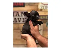 8 weeks old Frenchie puppies - 5