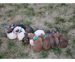 5 males and 4 females purebred boxer puppies available