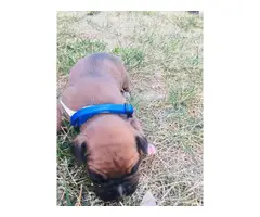 5 males and 4 females purebred boxer puppies available - 2