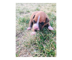 5 males and 4 females purebred boxer puppies available in ...