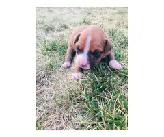 5 males and 4 females purebred boxer puppies available - 3