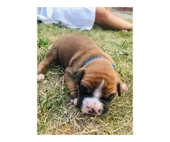 5 males and 4 females purebred boxer puppies available - 5
