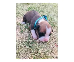 5 males and 4 females purebred boxer puppies available - 6