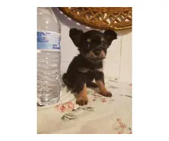2 Apple head chihuahua puppies for sale