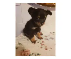 2 Apple head chihuahua puppies for sale - 2