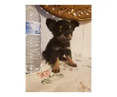 2 Apple head chihuahua puppies for sale - 3