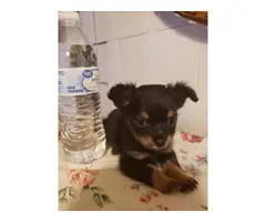 2 Apple head chihuahua puppies for sale - 5
