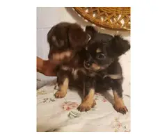 2 Apple head chihuahua puppies for sale - 8