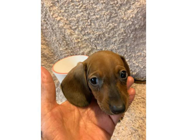 One male mini dachshund puppy looking for a new home in Fontana