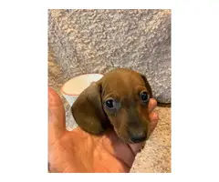 One male mini dachshund puppy looking for a new home