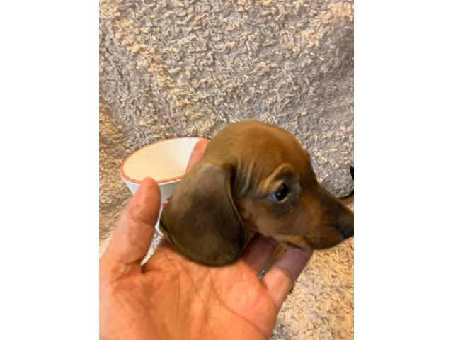 One male mini dachshund puppy looking for a new home in Fontana