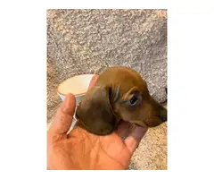 One male mini dachshund puppy looking for a new home - 2