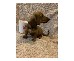 One male mini dachshund puppy looking for a new home - 3