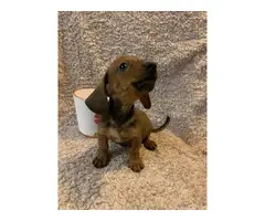 One male mini dachshund puppy looking for a new home - 4