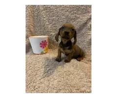 One male mini dachshund puppy looking for a new home - 5