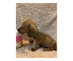 One male mini dachshund puppy looking for a new home - 6