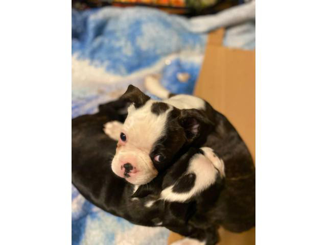 2 pure bred Boston terrier puppies for sale in Knoxville