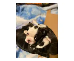 2 pure bred Boston terrier puppies for sale