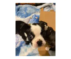 2 pure bred Boston terrier puppies for sale - 2