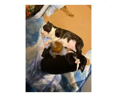 2 pure bred Boston terrier puppies for sale - 3
