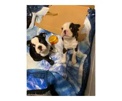 2 pure bred Boston terrier puppies for sale - 4
