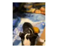 2 pure bred Boston terrier puppies for sale - 5