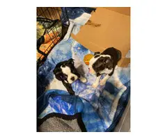 2 pure bred Boston terrier puppies for sale - 6