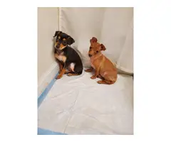 2 beautiful Chiweenie puppies for adoption