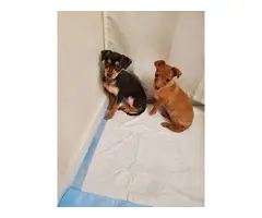 2 beautiful Chiweenie puppies for adoption - 2