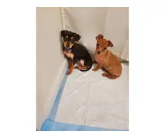 2 beautiful Chiweenie puppies for adoption - 3