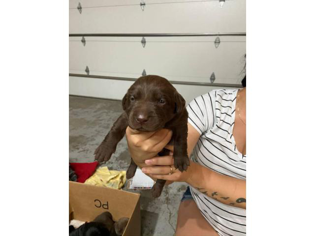 AKC Chocolate and black lab puppies ready to rehome. Kansas City ...