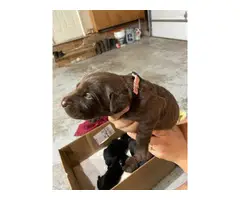 AKC Chocolate and black lab puppies ready to rehome. - 6