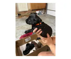 AKC Chocolate and black lab puppies ready to rehome. - 7