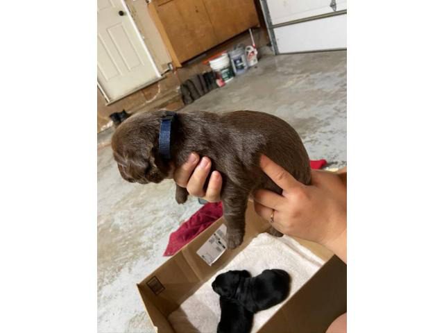 AKC Chocolate and black lab puppies ready to rehome. Kansas City ...