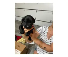 AKC Chocolate and black lab puppies ready to rehome. - 13
