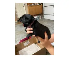 AKC Chocolate and black lab puppies ready to rehome. - 14