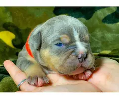 5 Stunning American Bully Puppies available