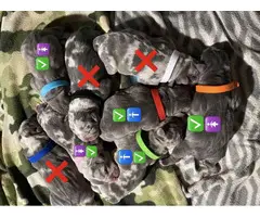 5 Stunning American Bully Puppies available - 3