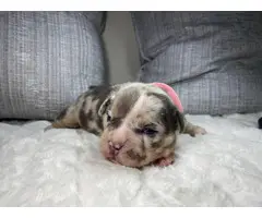 5 Stunning American Bully Puppies available - 4