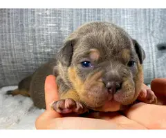 5 Stunning American Bully Puppies available - 5