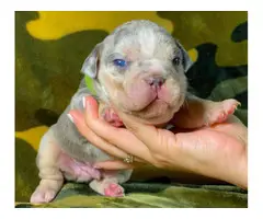 5 Stunning American Bully Puppies available - 6
