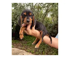Pure bred beagle puppy - 3