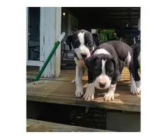 2 females pit bull puppies left