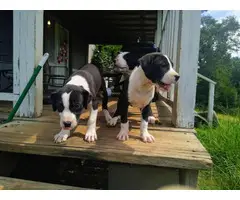 2 females pit bull puppies left - 2